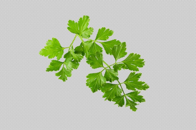 Bunch leaves parsley isolated over alpha background