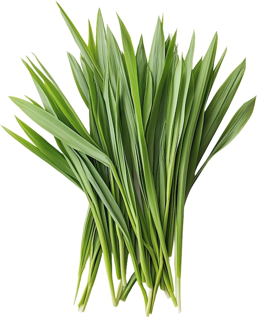 PSD a bunch of lemongrass