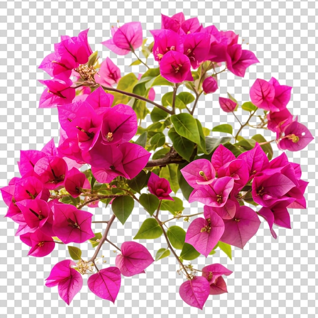 PSD a bunch of pink flowers in a vase on transparent background