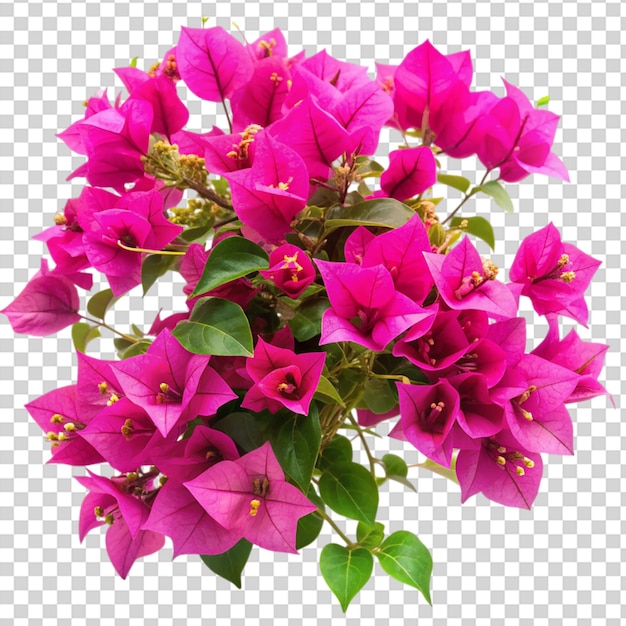 PSD a bunch of pink flowers in a vase on transparent background