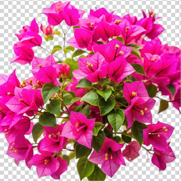 A bunch of pink flowers in a vase on transparent background