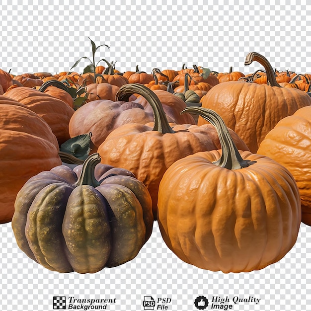 A bunch of pumpkins of different sizes and colors isolated