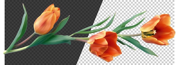 Bunch of red tulips with green leaves on transparent background stock png