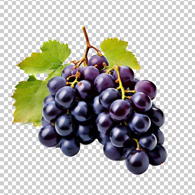 A bunch of white grapes between the grape leaves in a vineyard of grape variety