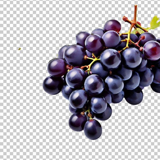 A bunch of white grapes between the grape leaves in a vineyard of grape variety