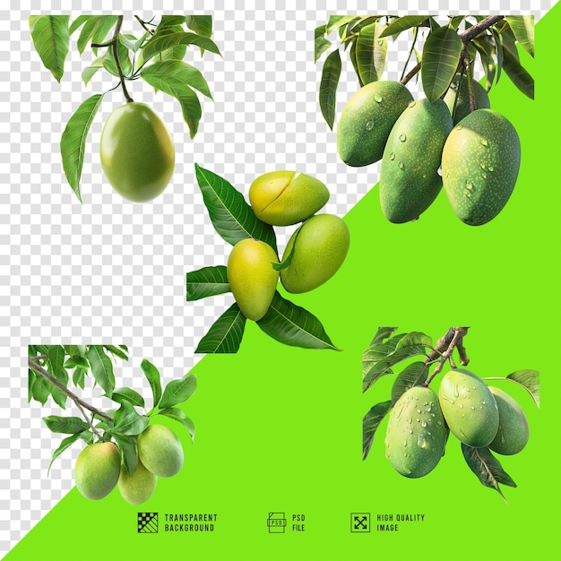 Bundle images of various mangoes without HD quality background