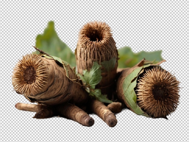 burdock roots on transparent background