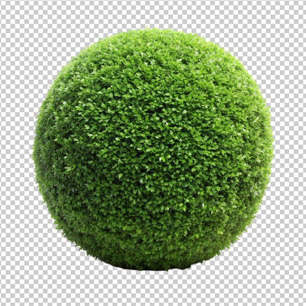 bush ball