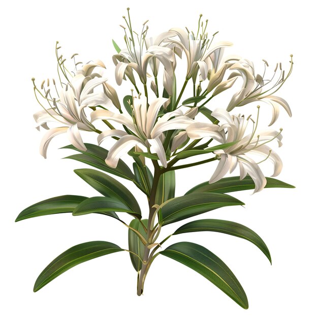 PSD bush_crinum_amabile plant cutout psd