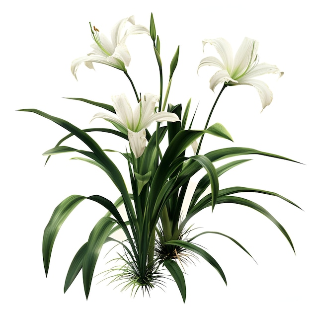 PSD bush_crinum_amabile plant cutout psd