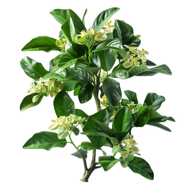 PSD bush_morinda_citrifolia plant cutout psd