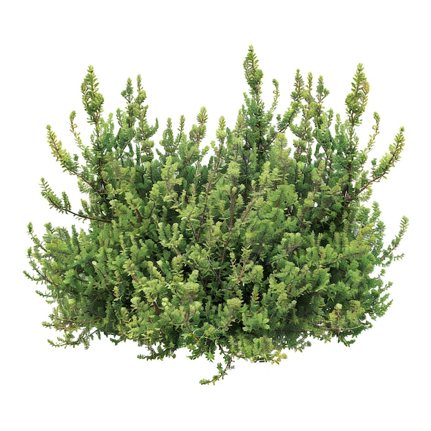 bush_polyscias_cutispongia plant cutout psd