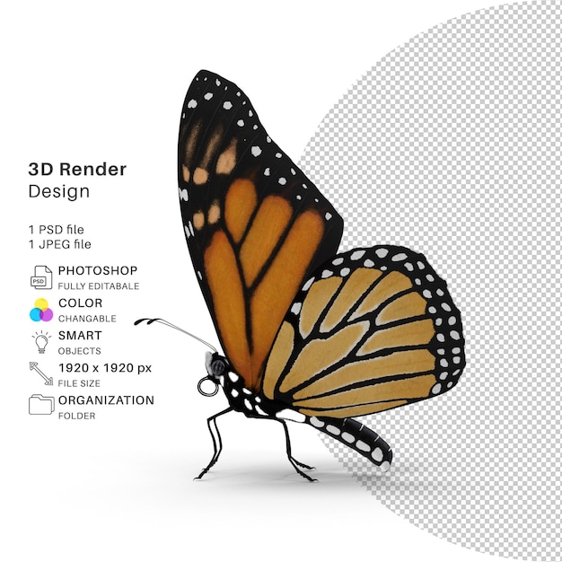 Butterfly 3D Modeling PSD File Realistic Butterfly