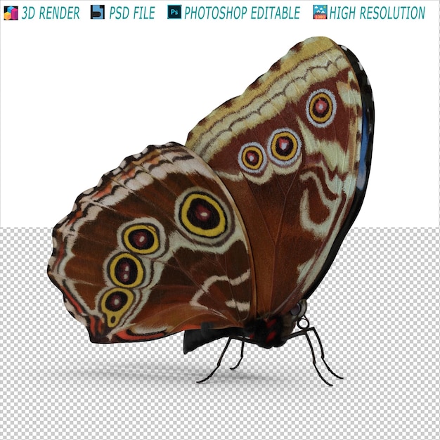 Butterfly 3D Modeling PSD File