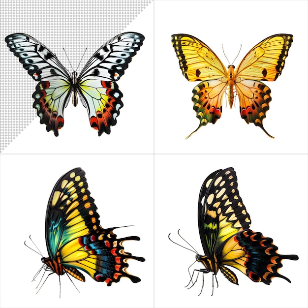 Butterfly Illustration Pack without Background