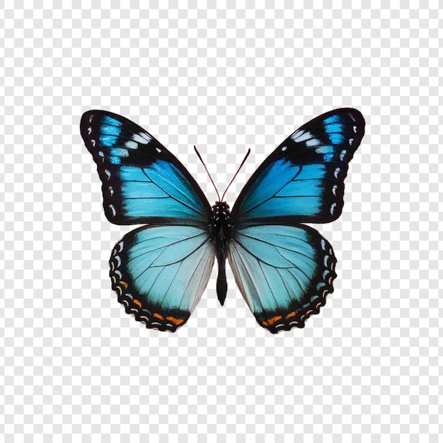 Butterfly Isolated on transparent background PSD