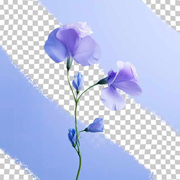 PSD butterfly pea flower in close up against transparent background