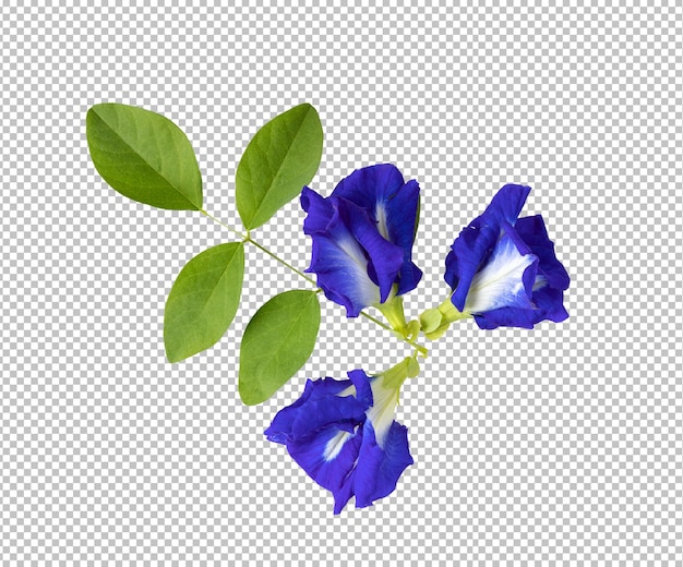 Butterfly pea flowers isolated on alpha layer