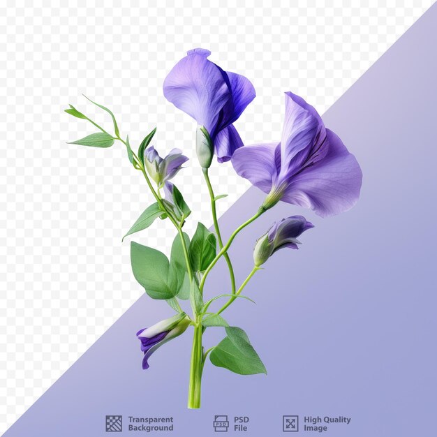 PSD butterfly pea is a natural herb from flowers