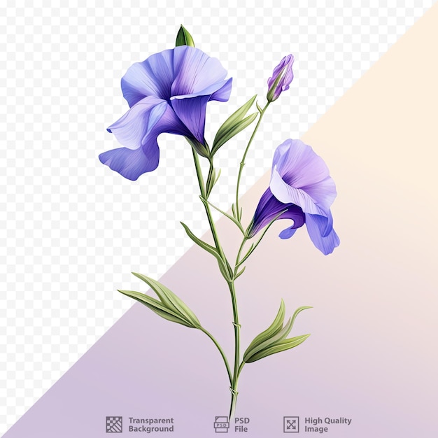 PSD butterfly pea is a natural herb from flowers