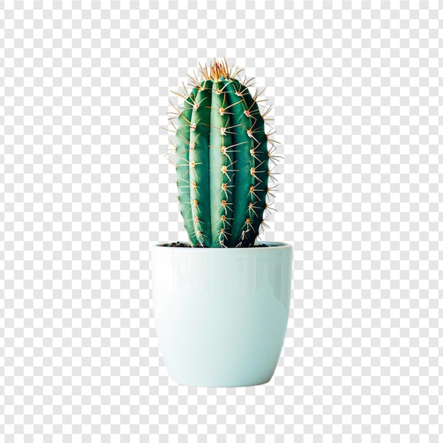 PSD cactus plant in a pot isolated on transparent background