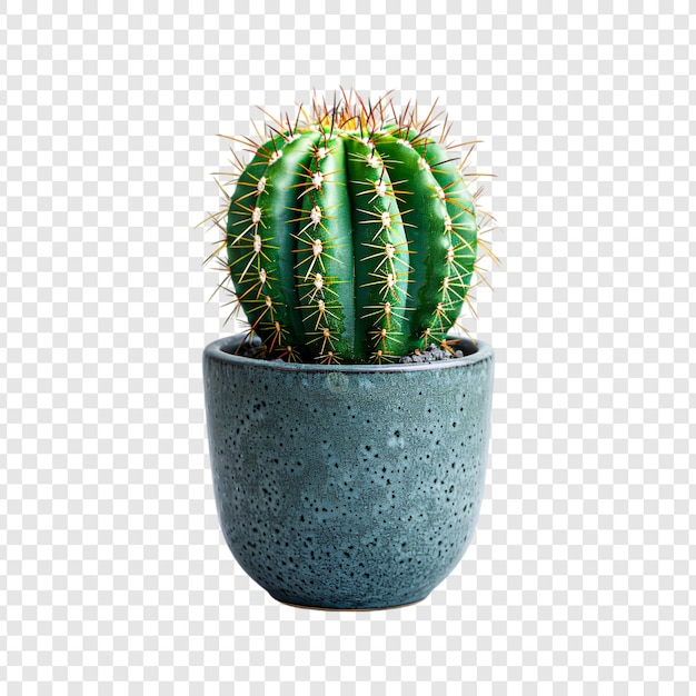 PSD cactus plant in a pot isolated on transparent background