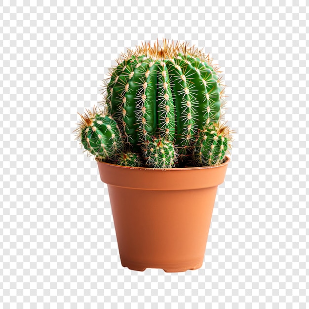 PSD cactus plant in a pot isolated on transparent background