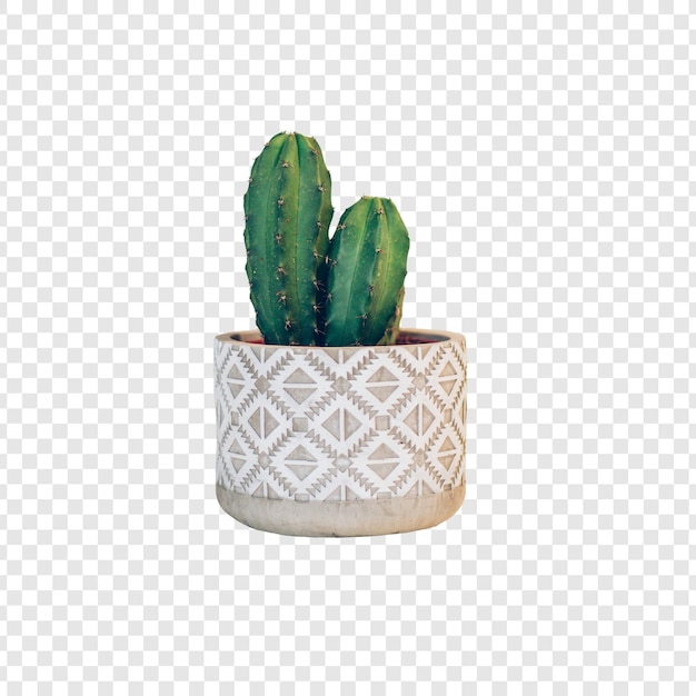 PSD cactus plant in a pot isolated on transparent background