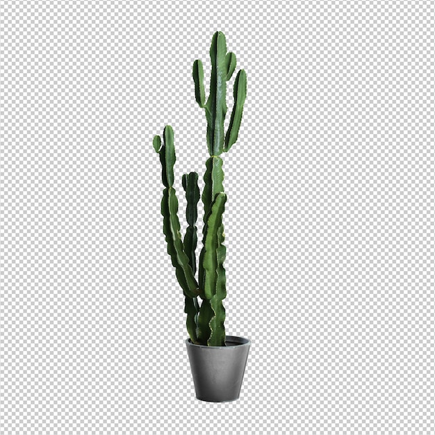 Cactus over white background