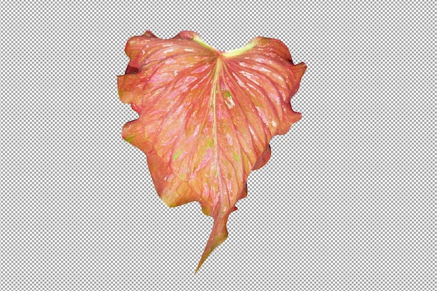 caladium bicolor leaves on a white background