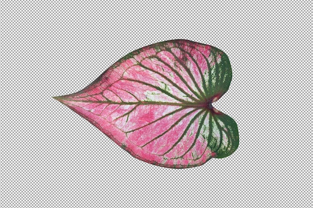 Caladium bicolor leaves