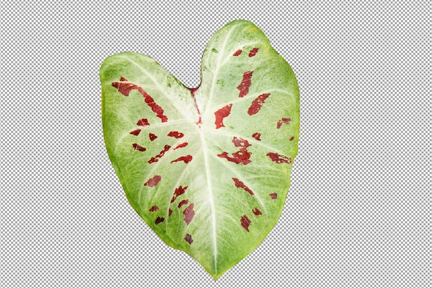 caladium bicolor in pot great plant for decorate garden