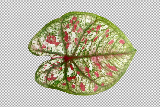 Caladium  leaves