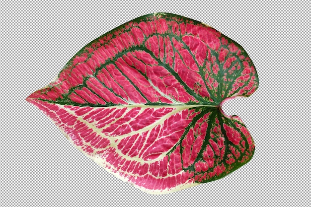 Caladium  leaves