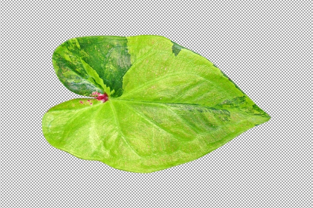 Caladium  leaves