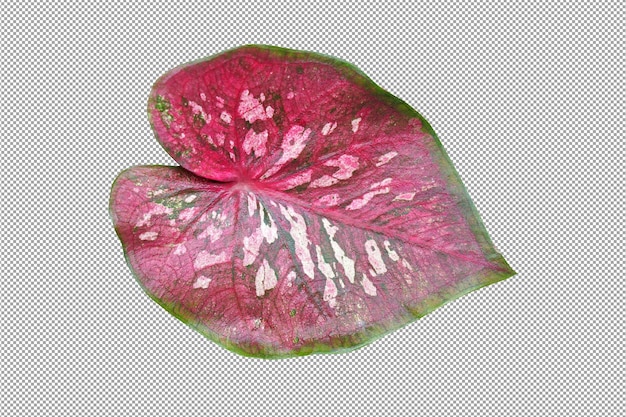 Caladium  leaves