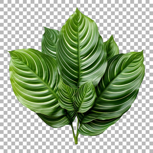 PSD calathea leaf on transparent background