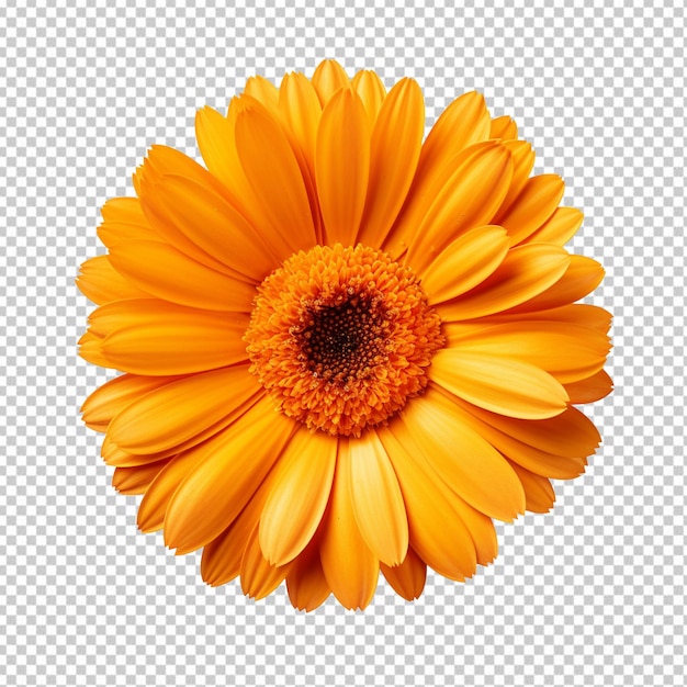 Calendula flower isolated on transparent background