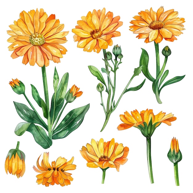 Calendula flowers clipArt watercolor illustration