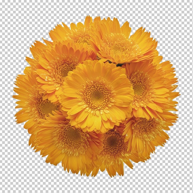 PSD calendula flowers isolated on transparent background