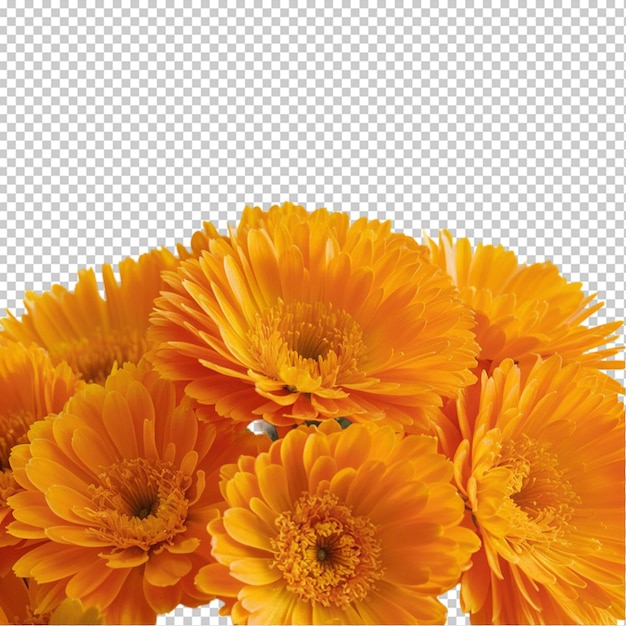 PSD calendula flowers isolated on transparent background