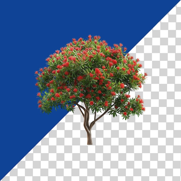 Callistemon Viminalis Tree on Transparent Background Cutout PNG