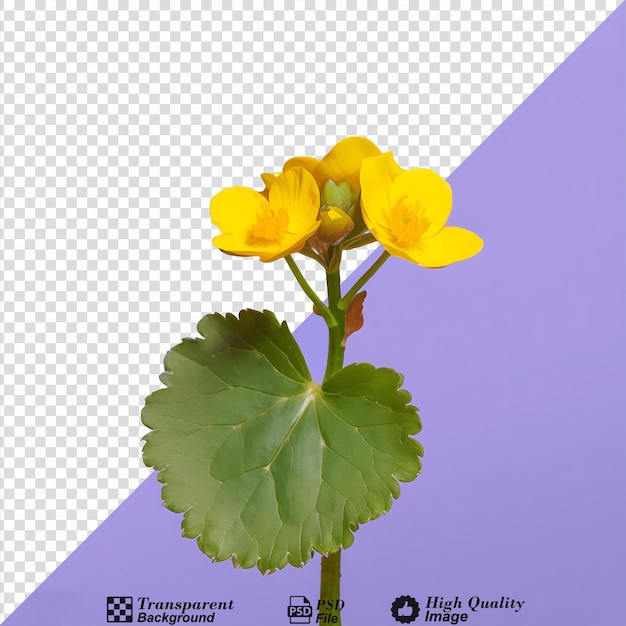 PSD caltha flower isolated on transparent background