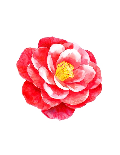 Camellia japonica illustration in watercolor paint style