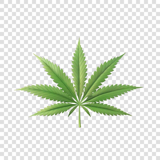 PSD cannabis leaf flower plant element realisticon transparent background