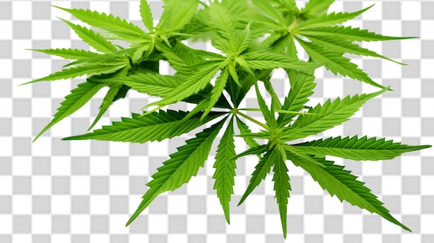 cannabis leaf png