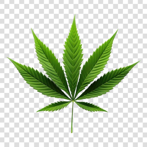 Cannabis leaf transparent background