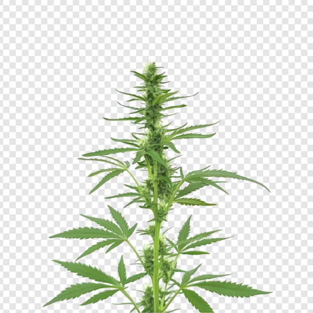 PSD cannabis plant with buds isolated on a transparent background