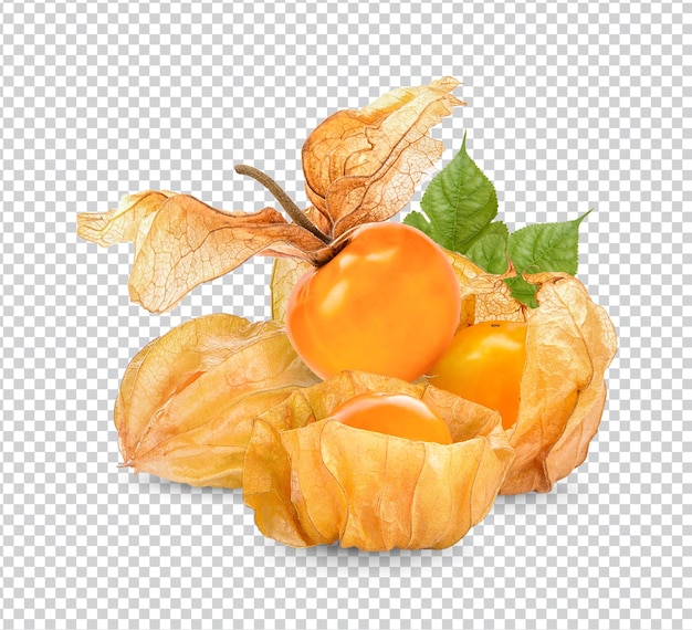 Cape gooseberry physalis with leaves isolated Premium PSD