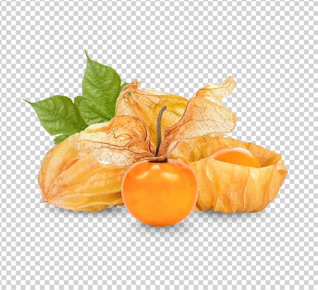 Cape gooseberry, physalis with leaves isolated Premium PSD